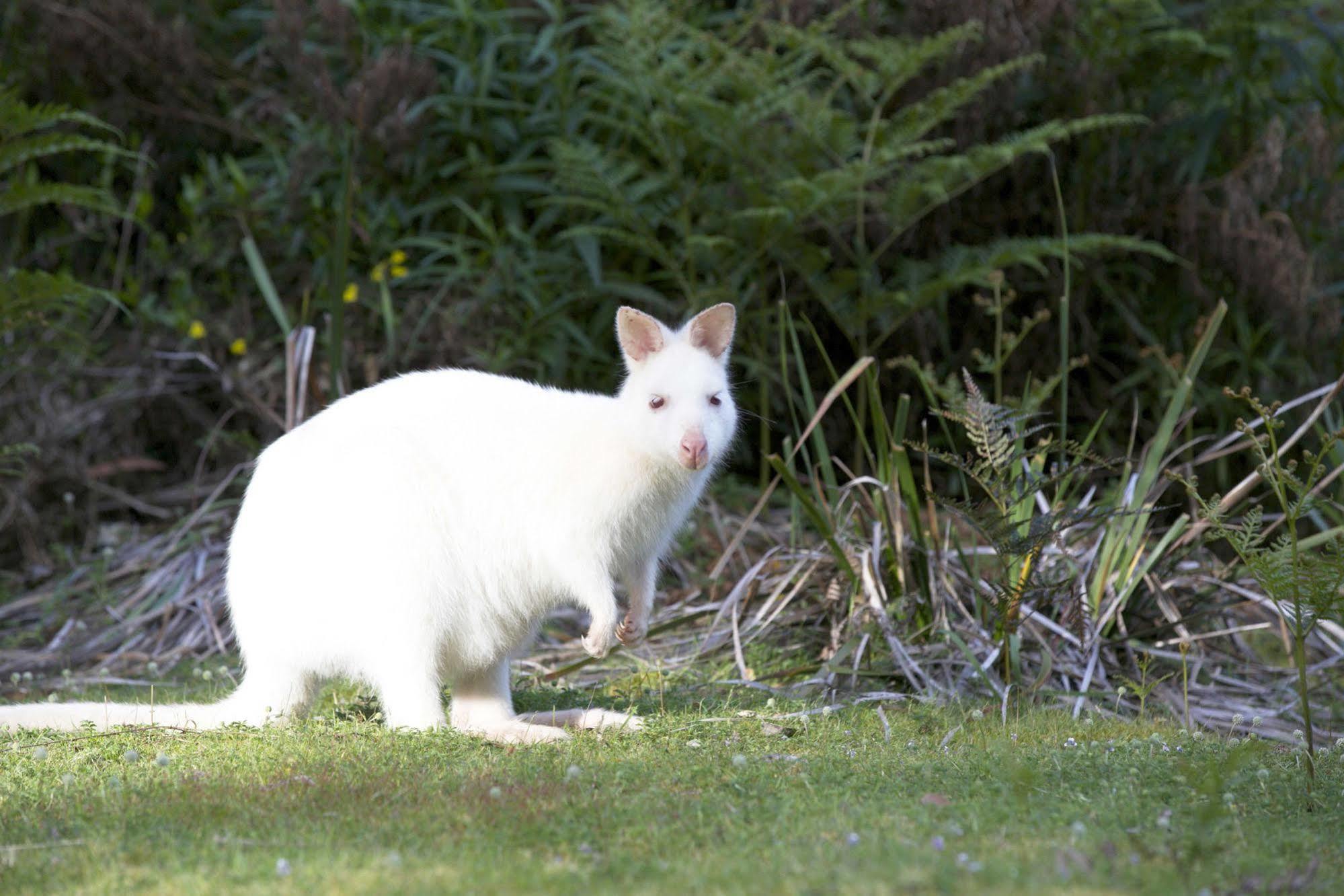 Bruny Island Lodge South Bruny المظهر الخارجي الصورة